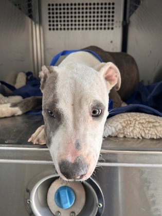 Shelter Stray Male Dog last seen Near S COLLARD, East District, TX, 355 Hillshire Dr, Haslet, TX 76052, USA