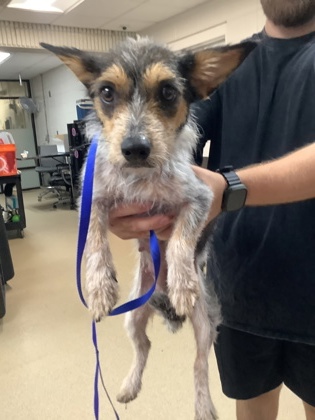 Shelter Stray Female Dog last seen Near 6TH Avenue, South District, TX, 355 Hillshire Dr, Haslet, TX 76052, USA
