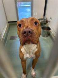 Shelter Stray Male Dog last seen Near BLOCK BONNER ST, RIVERSIDE, CA, 6851 Van Buren Boulevard, Jurupa Valley, CA 92509, USA