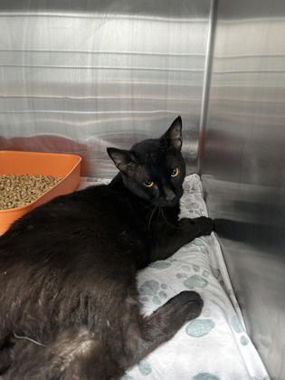 Shelter Stray Male Cat last seen EAGLE TRACE DR, North District, , 355 Hillshire Dr, Haslet, TX 76052, USA