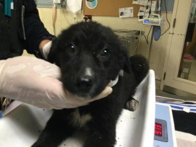 Shelter Stray Female Dog last seen Near BLOCK JEAN ST, PERRIS, CA, 6851 Van Buren Boulevard, Jurupa Valley, CA 92509, USA