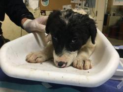Shelter Stray Female Dog last seen Near BLOCK JEAN ST, PERRIS, CA, 6851 Van Buren Boulevard, Jurupa Valley, CA 92509, USA