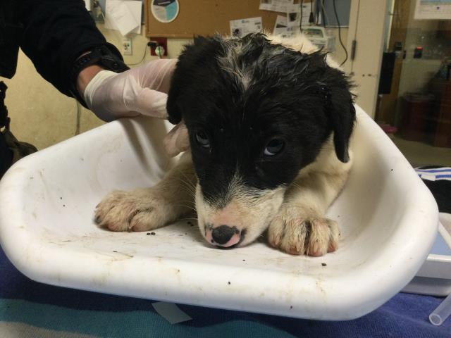 Shelter Stray Female Dog last seen Near BLOCK JEAN ST, PERRIS, CA, 6851 Van Buren Boulevard, Jurupa Valley, CA 92509, USA