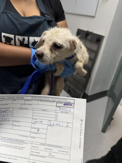Shelter Stray Female Dog last seen Near 21st Ave, Oakland, CA, 1101 29th Ave, Oakland, CA 94601, USA
