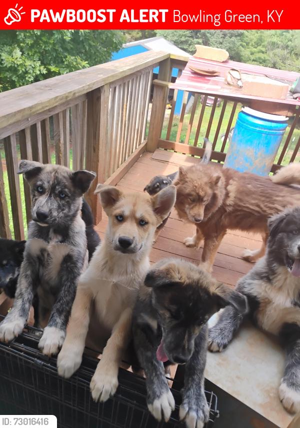 Lost Female Dog last seen Near Goshen Church Rd S, Bowling Green, KY 42103