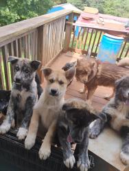Lost Female Dog last seen Near Goshen Church Rd S, Bowling Green, KY 42103