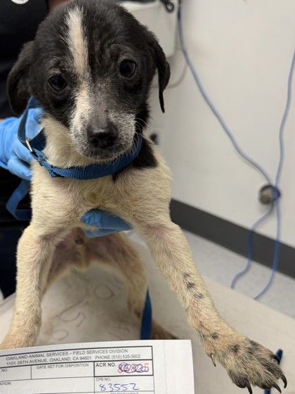 Shelter Stray Male Dog last seen Near 21st Ave, Oakland, CA, 1101 29th Ave, Oakland, CA 94601, USA