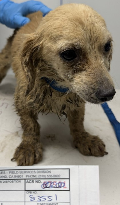 Shelter Stray Female Dog last seen Near 21st Ave, Oakland, CA, 1101 29th Ave, Oakland, CA 94601, USA