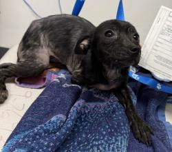 Shelter Stray Female Dog last seen Near 21st Ave, Oakland, CA, 1101 29th Ave, Oakland, CA 94601, USA