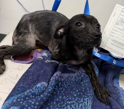Shelter Stray Female Dog last seen Near 21st Ave, Oakland, CA, 1101 29th Ave, Oakland, CA 94601, USA