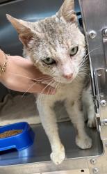 Shelter Stray Male Cat last seen Near 13th Ave, Oakland, CA, 1101 29th Ave, Oakland, CA 94601, USA