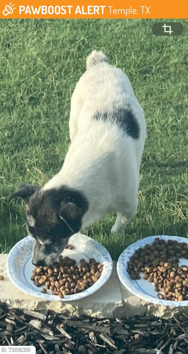 Surrendered Female Dog last seen Ratibor Dr/Sparks, Temple, TX 76502
