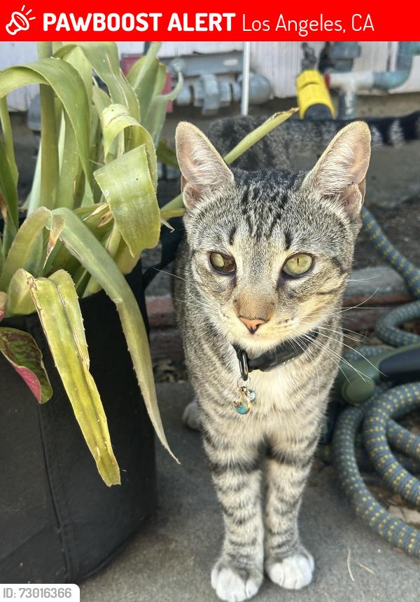 Lost Male Cat last seen Figueroa Place & W I St, near Harbor College & Harbor Park, Los Angeles, CA 90744