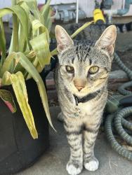 Lost Male Cat last seen Figueroa Place & W I St, near Harbor College & Harbor Park, Los Angeles, CA 90744