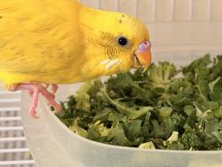 Lost Female Bird last seen Broadstreet, Warrensburg. , Warrensburg, MO 64093