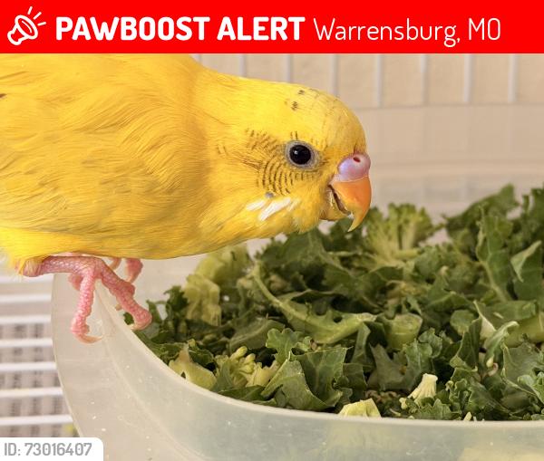 Lost Female Bird last seen Broadstreet, Warrensburg. , Warrensburg, MO 64093