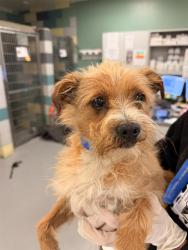 Shelter Stray Male Dog last seen Near BLOCK PABLO LN, SAN JACINTO CA 92583, San Jacinto, CA 92582, USA