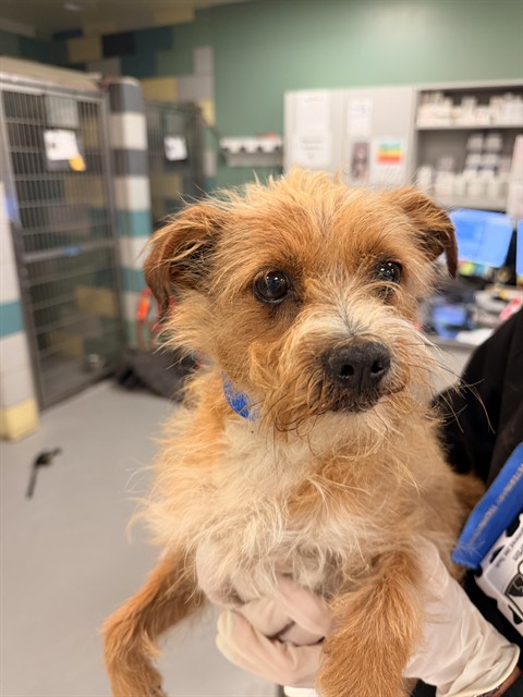 Shelter Stray Male Dog last seen Near BLOCK PABLO LN, SAN JACINTO CA 92583, San Jacinto, CA 92582, USA