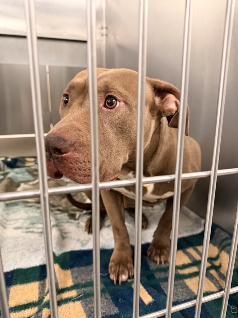 Shelter Stray Female Dog last seen 4th & Bowdish, SPOKANE VALLEY, WA, 99216, 6815 E Trent Ave, Spokane, WA 99212, USA