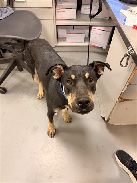 Shelter Stray Male Dog last seen Near BLOCK CARMEN, CABAZON, CA, San Jacinto, CA 92582, USA