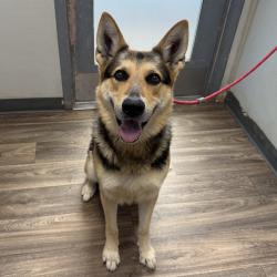 Shelter Stray Male Dog last seen El Mar Ave, Poway, CA, 92064, 5500 Gaines St, San Diego, CA 92110, USA