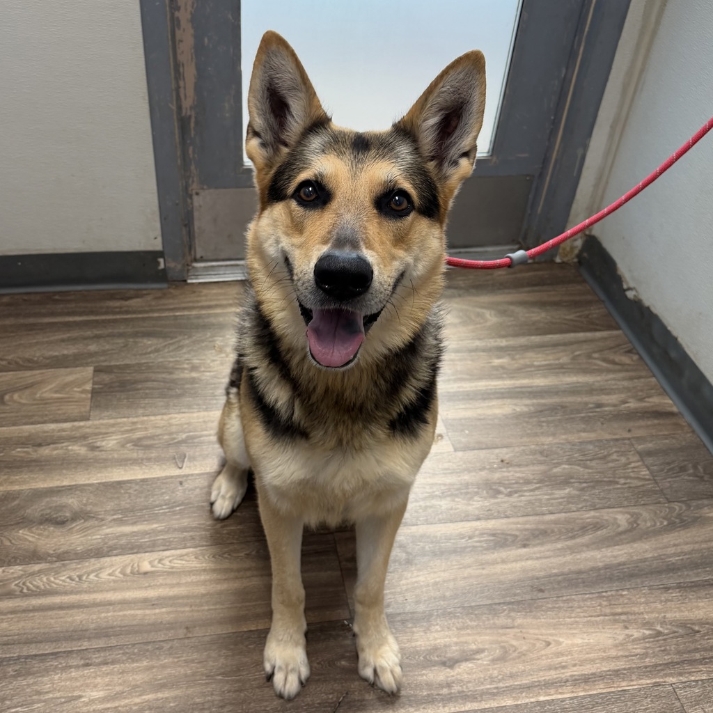 Shelter Stray Male Dog last seen El Mar Ave, Poway, CA, 92064, 5500 Gaines St, San Diego, CA 92110, USA