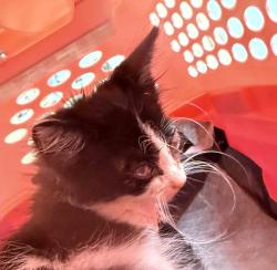Shelter Stray Male Cat last seen Valencia Parkway, San Diego, CA, 92114, 5500 Gaines St, San Diego, CA 92110, USA