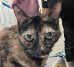 Shelter Stray Female Cat last seen Near Jackson Drive, La Mesa, CA, 91942, El Cajon, CA 92020, USA