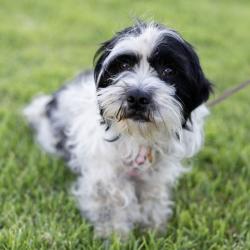 Shelter Stray Male Dog last seen Livermore Outlets Dr, LIVERMORE, CA, 94551, 8323 Baldwin St, Oakland, CA 94621, USA