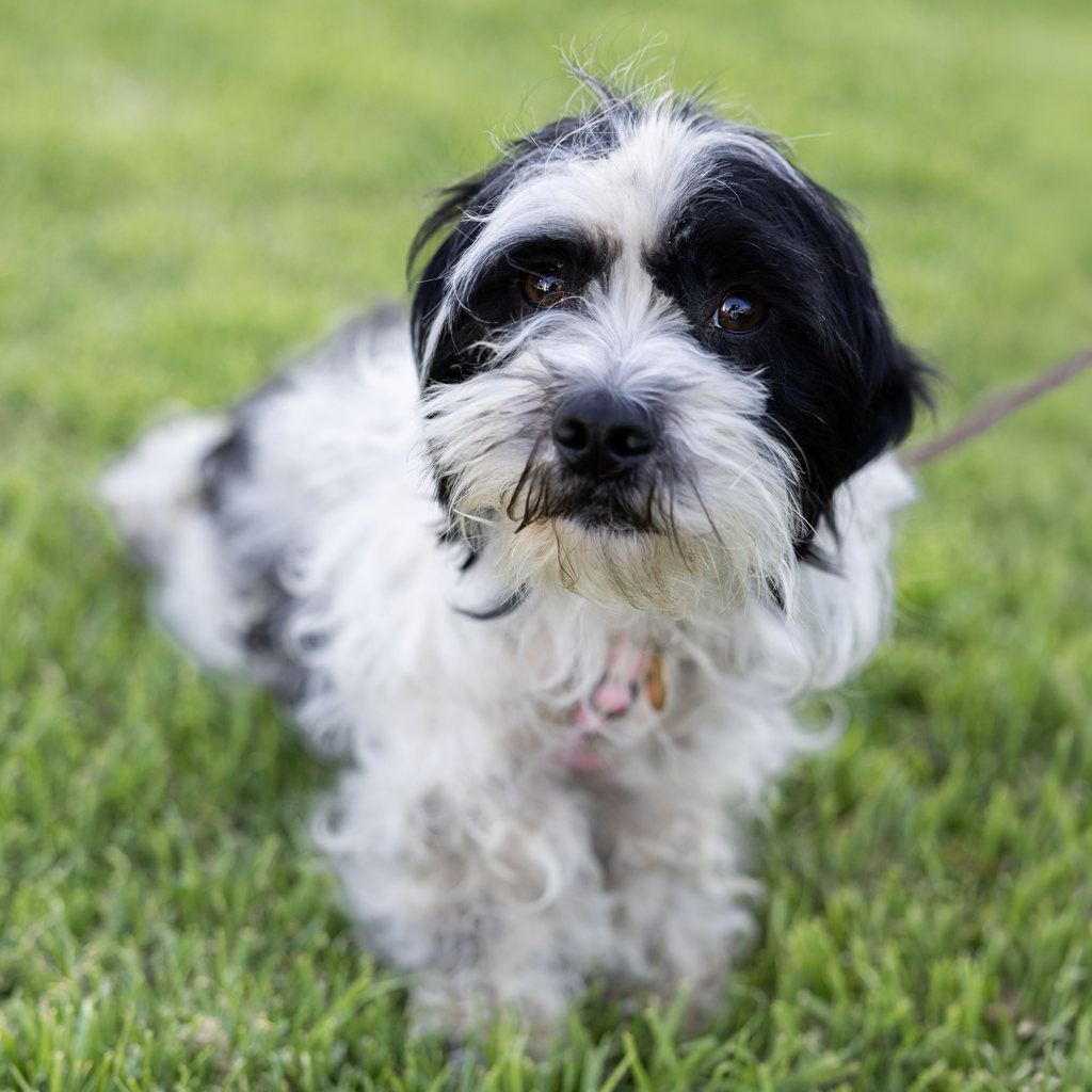 Shelter Stray Male Dog last seen Livermore Outlets Dr, LIVERMORE, CA, 94551, 8323 Baldwin St, Oakland, CA 94621, USA