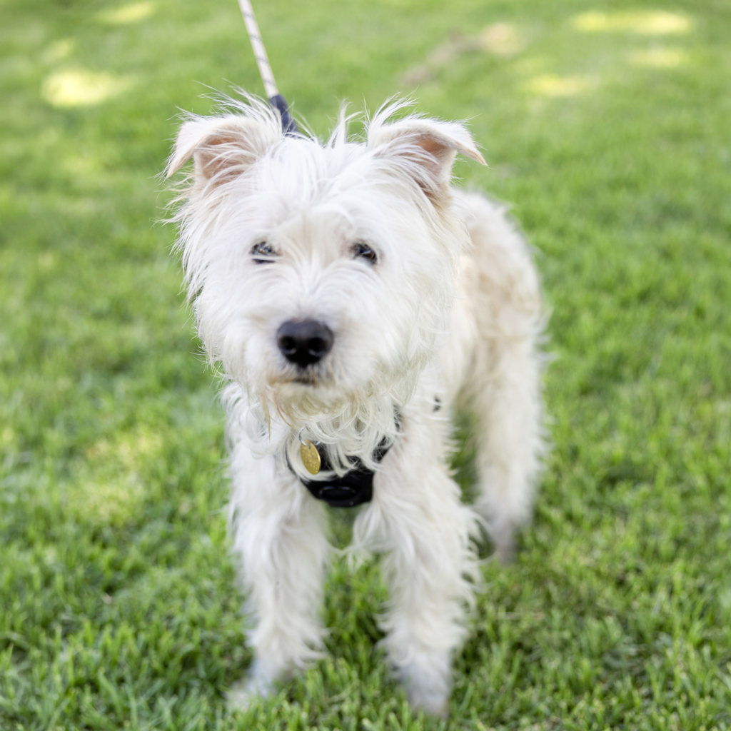 Shelter Stray Male Dog last seen Livermore Outlets Dr, LIVERMORE, CA, 94551, 8323 Baldwin St, Oakland, CA 94621, USA