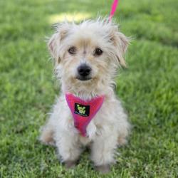 Shelter Stray Female Dog last seen Livermore Outlets Dr, LIVERMORE, CA, 94551, 8323 Baldwin St, Oakland, CA 94621, USA