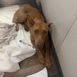 Shelter Stray Female Dog last seen Buenos Aires Norte Tijuana, Tijuana, BC, 22000, Mexico, 5500 Gaines St, San Diego, CA 92110, USA
