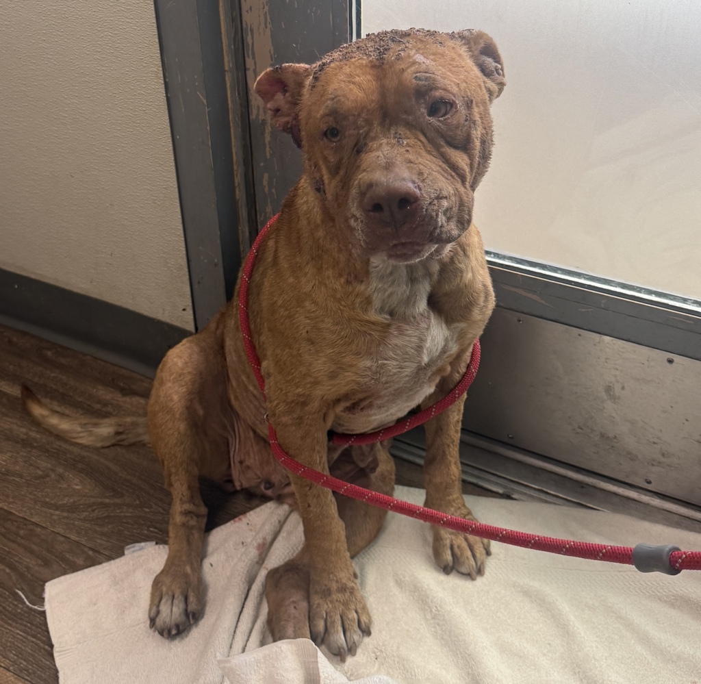 Shelter Stray Female Dog last seen Buenos Aires Norte Tijuana, Tijuana, BC, 22000, Mexico, 5500 Gaines St, San Diego, CA 92110, USA