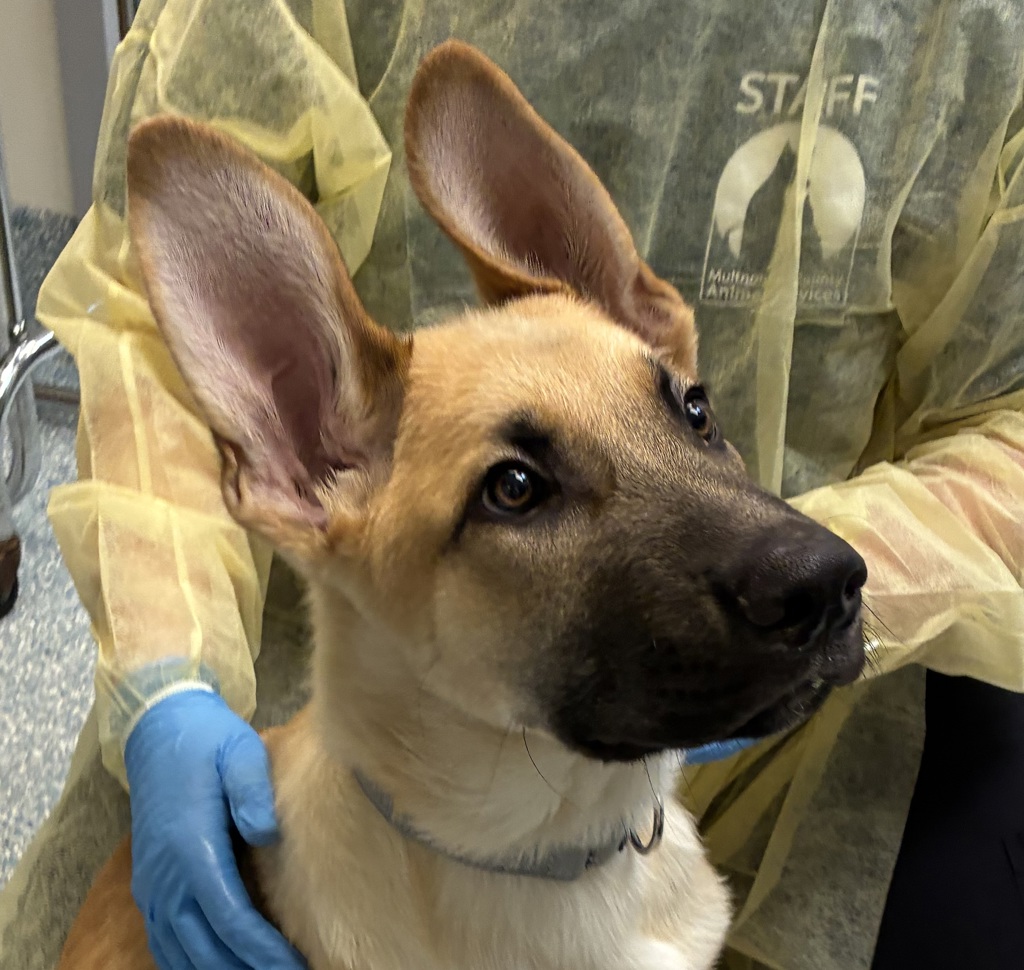 Shelter Stray Male Dog last seen SE 136th Ave and SE Bush, PORTLAND, OR, 97236, 1700 W Historic Columbia River Hwy, Troutdale, OR 97060, USA