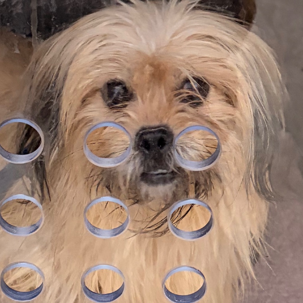 Shelter Stray Female Dog last seen , Animal Care & Control Team of Philly, 111 W Hunting Park Ave, Philadelphia, PA 19140, USA