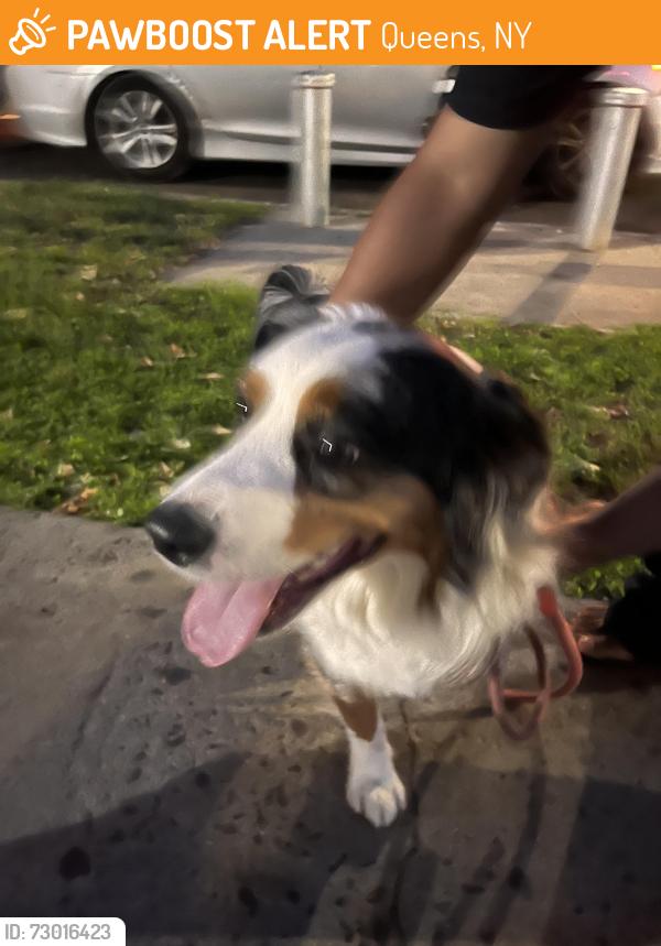 Found/Stray Male Dog last seen 33-50 98th street, Queens, NY 11368