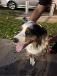 Found/Stray Male Dog last seen 33-50 98th street, Queens, NY 11368