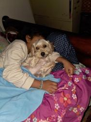 Lost Female Dog last seen Near broadmoor dr , Austin, TX 78723