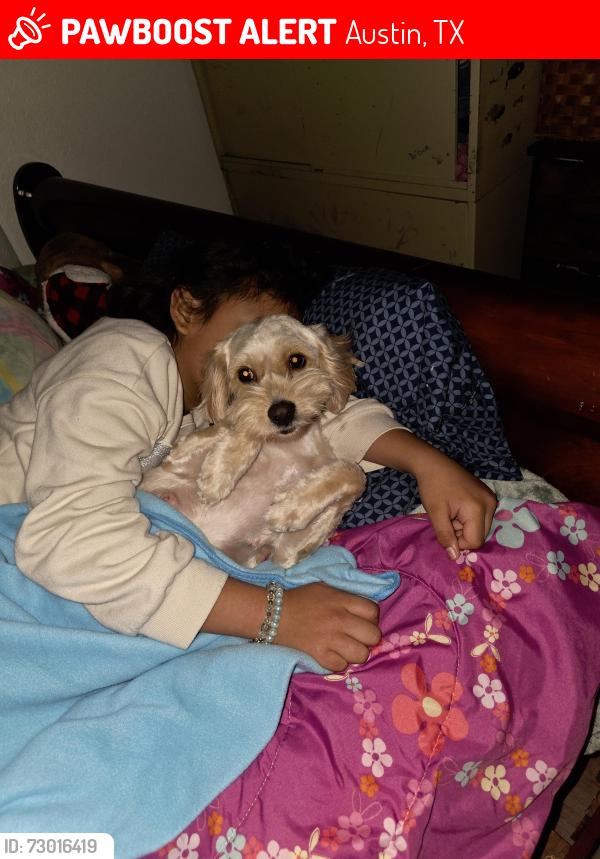Lost Female Dog last seen Near broadmoor dr , Austin, TX 78723