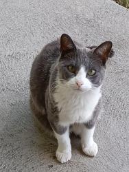 Lost Male Cat last seen 10th and Sheridan, Villa Park Neighborhood , Denver, CO 80214
