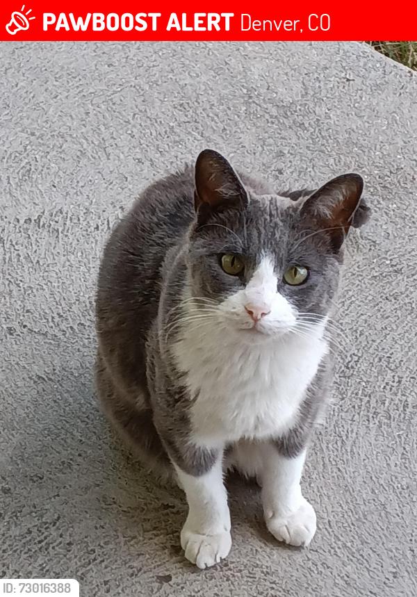 Lost Male Cat last seen 10th and Sheridan, Villa Park Neighborhood , Denver, CO 80214