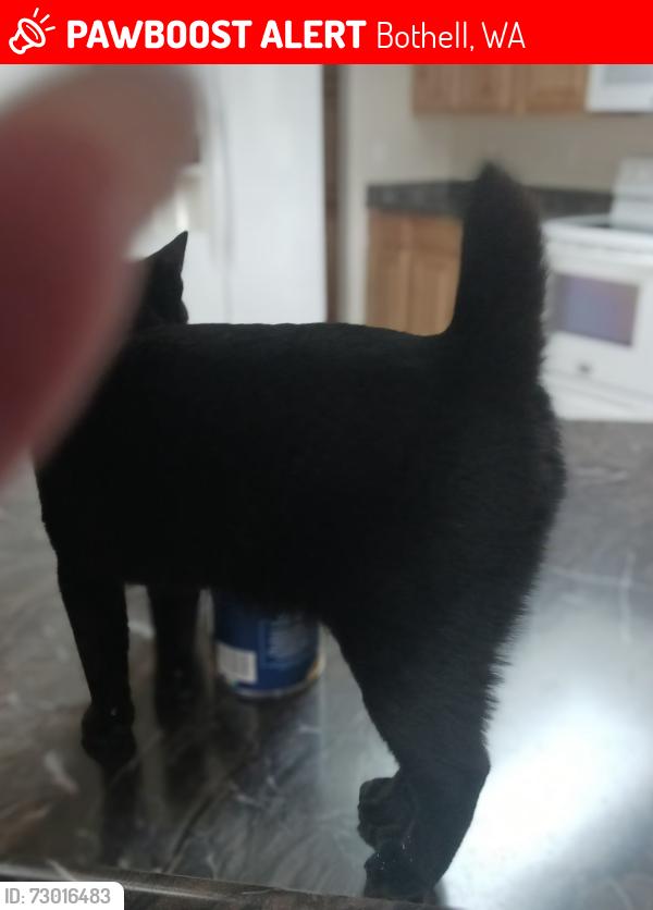 Lost Male Cat last seen Near 236th Place SW , Bothell, WA 98021
