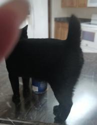 Lost Male Cat last seen Near 236th Place SW , Bothell, WA 98021