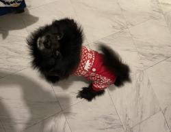 Reunited Male Dog last seen River avenue , The Bronx, NY 10452
