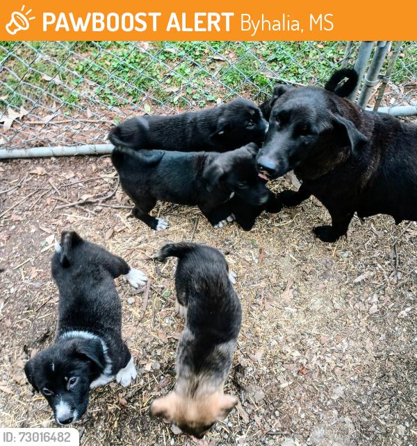Found/Stray Unknown Dog last seen Tunstall road Byhalia, Byhalia, MS 38611