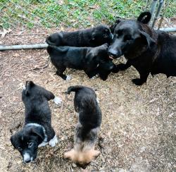 Found/Stray Unknown Dog last seen Tunstall road Byhalia, Byhalia, MS 38611