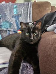 Reunited Female Cat last seen Major and Hume st, London, ON N5Z 1E3