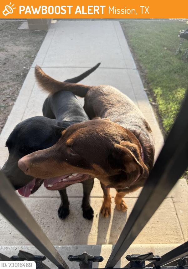 Found/Stray Male Dog last seen Mayberry Rd and hwy 83, Mission, TX 78572