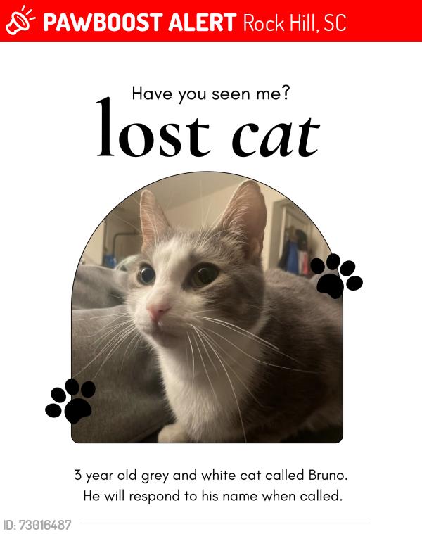 Lost Male Cat last seen Glencairn gardens, Lauren’s st, Rock Hill, SC 29730